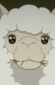 Alpaca